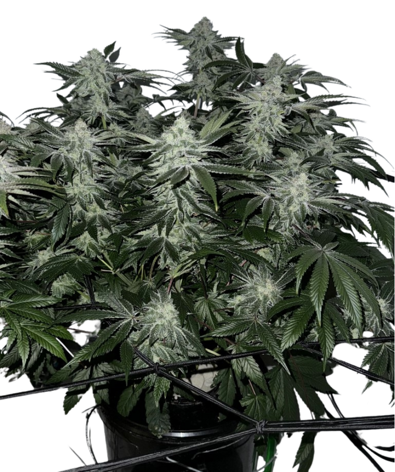 Lemons, Фасовка: 5